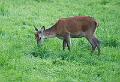 Hjort - Red deer (Cervus elaphus) 